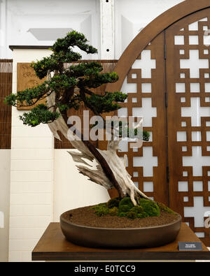 London, UK. 19th May, 2014. 2014 RHS Chelsea Flower Show. A Bonsi Tree Display featuring a Japanese Yew. Picture by Julie Edwards/Alamy Live News Stock Photo