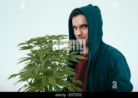 Young man in hoodie and cannabis plant. Stock Photo