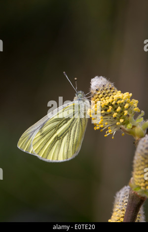 Green Veined White Butterfly; Artogeia napi; on Goat Willow; Spring; UK Stock Photo