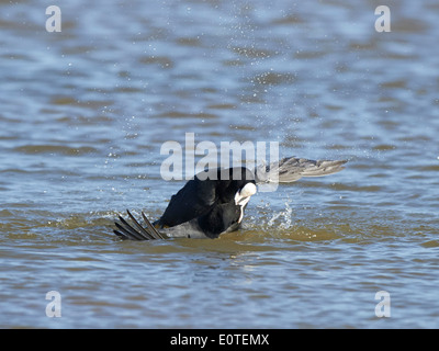 Coots fighting Stock Photo