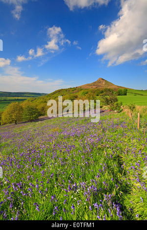 Roseberry Topping and bluebells in Newton Wood, North Yorkshire, North York Moors National Park, England, U.K Stock Photo