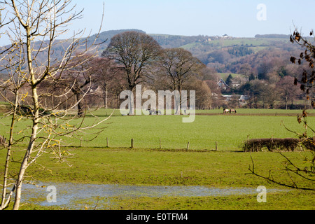 Horses grazing Goyt Valley near Upper Watermeetings Farm Werneth Low and  and Idle Hill in background Marple Cheshire England Stock Photo
