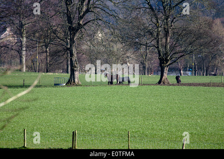 Horses grazing Goyt Valley near Upper Watermeetings Farm  Marple Cheshire England Stock Photo