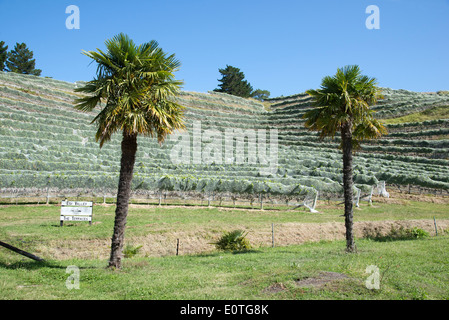 Esk Valley wine estate Bay View Napier New Zealand The Hawkes Bay region of the North Island Bird netting protects the vines