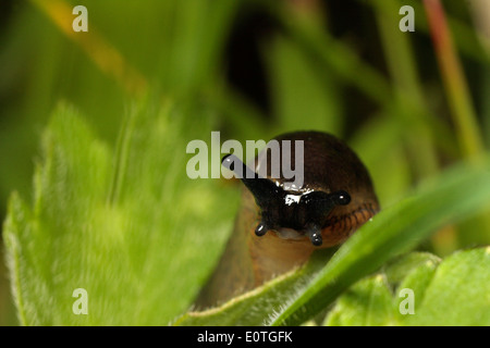 Common Garden Slug Stock Photo