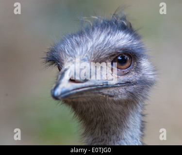 Emu - Dromalus novaehollandiae - portrait of captive Australian flightless bird in a Costa Rican bird park Stock Photo