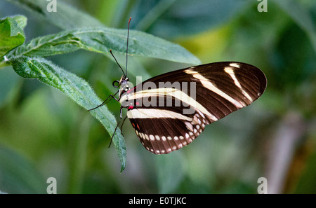 Zebra Longwing butterfly Heliconius charitonia resting on leaves at a butterfly farm in Costa Rica Stock Photo
