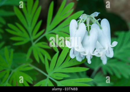 Squirrel corn (Dicentra canadensis) in bloom, showing flowers and leaves. Stock Photo