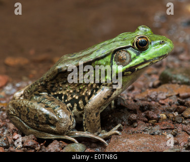 Northern green frog (Lithobates clamitans melanota) perches on stony soil. Stock Photo
