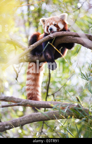 Red panda (Ailurus fulgens, lit. 'shining cat') Stock Photo