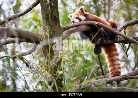 Red panda (Ailurus fulgens, lit. 'shining cat') Stock Photo