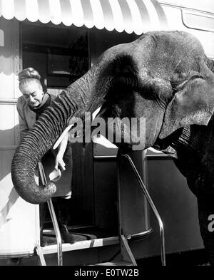 Actress Joan Crawford feeding an elephant outside her door Stock Photo