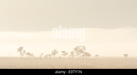 Early morning light and mist, Laikipia Kenya Africa Stock Photo