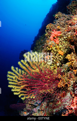 Red or Great Purple Gorgonians (Paramuricea clavata). Croatia, Mediterranean Sea, Kornati National Park Stock Photo