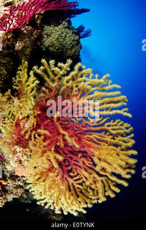 Red or Great Purple Gorgonians (Paramuricea clavata). Croatia, Mediterranean Sea, Kornati National Park Stock Photo