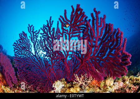 Red or Great Purple Gorgonians (Paramuricea clavata). Croatia, Mediterranean Sea, Kornati National Park Stock Photo