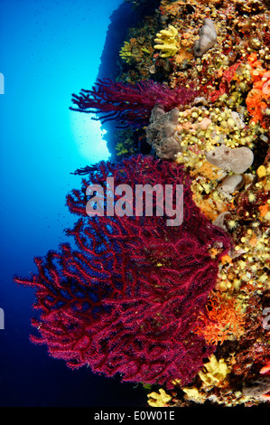 Red or Great Purple Gorgonians (Paramuricea clavata). Croatia, Mediterranean Sea, Kornati National Park Stock Photo