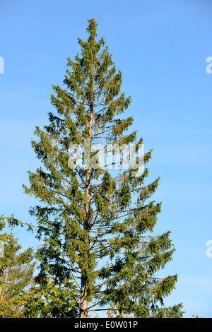 Norway Spruce, Common Spruce (Picea abies), damaged tree with fallen off of needles, discoloration of needles and thinned crown Stock Photo