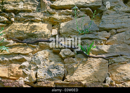 Aesculapian Snake (Zamenis longissimus, Elaphe longissima) on a stone wall searching for a place to take a sunbath. Austria Stock Photo