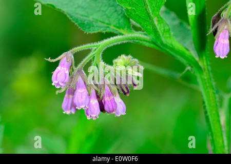 Common Comfrey (Symphytum officinalis), stalk with flowers Stock Photo