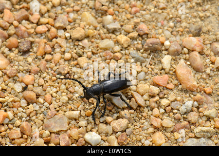 Flightless Longhorn Beetle (Iberodorcadion fuliginator, Dorcadion fuliginator). Female on the ground. Austria