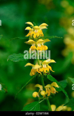 Yellow Archangel, Golden Deadnettle, Weasel's Snout (Lamium galeobdolon, Galeobdolon luteum), flowering. Austria Stock Photo