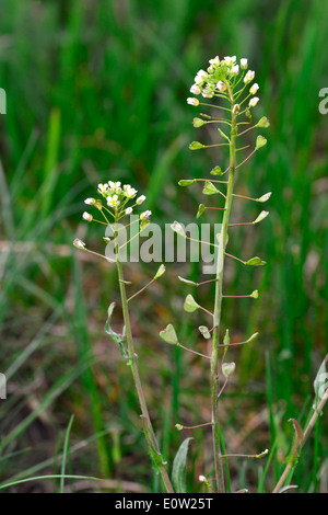 Shepherd's Purse Extract Reduces Heavy Menstrual Flow « Dr. Tori Hudson,  N.D.