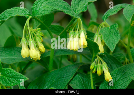 Tuberous Comfrey (Symphytum tuberosum), flowering plants. Austria Stock Photo