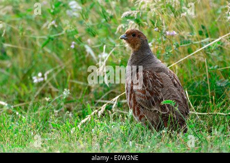 Grey Partridge, Gray Partridge (Perdix perdix). Adult standing on a meadow. Germany Stock Photo