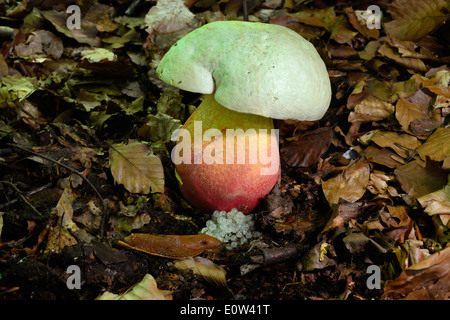 Devils Bolete, Satans Mushroom (Boletus satanas). Toadstoal in woodland. At the base of the stem eggs of a slug (Arion ater) Ger Stock Photo
