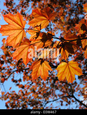 Young red maple leaves in the spring, backlight. Stock Photo