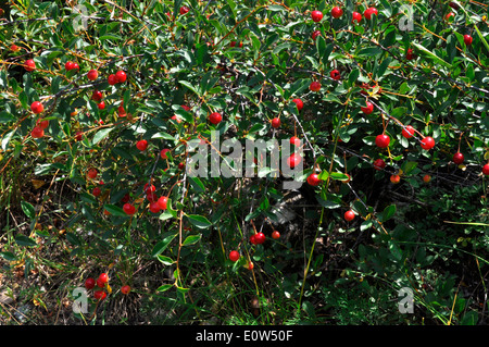 European Dwarf Cherry (Prunus fruticosa). Ripe fruit on a bush. Austria Stock Photo