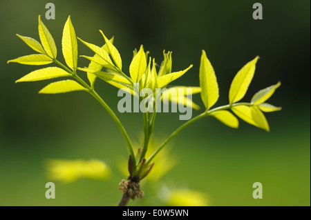 Young leaves on a branch of a small Manchurian walnut tree. Stock Photo