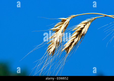 Polish Wheat (Triticum polonicum), ripe ears seen against a blue sky. Stock Photo