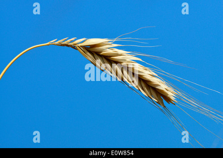 Polish Wheat (Triticum polonicum), ripe ear seen against a blue sky. Stock Photo
