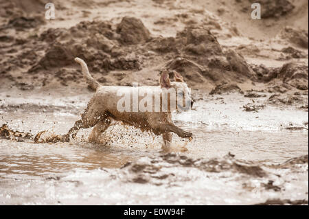 Golden Retriever playing in a mud puddle Stock Photo