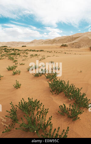 Esfand, Wild Rue or Syrian Rue (Peganum harmala) in the sand dunes of Khongoryn Els, Gobi Gurvansaikhan National Park Stock Photo