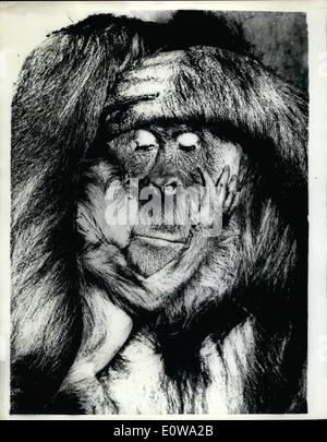 Mar. 03, 1962 - Baby orang-outang born In Basel: A female orang-outang was born earlier this week in the Zoo at Basel, Switzerland. It is the second baby of KiKi, and both mother and daughter are fine. Father Nigo is also feeling pleased. Photo shows Mother and baby. Stock Photo