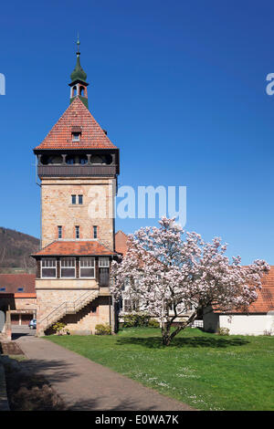 Geilweiler Hof, blooming magnolia tree, Siebeldingen, German Wine Route, Rhineland-Palatinate, Germany Stock Photo