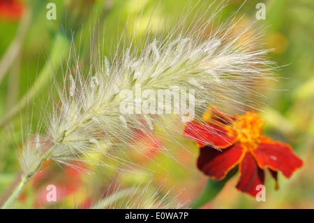 Spikelet of ornamental plants, fountain grass - Pennisetum alopecuroides Stock Photo