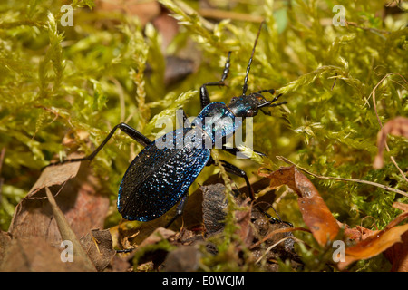 Leatherback Ground Beetle (Carabus coriaceus), adult on moss Stock Photo