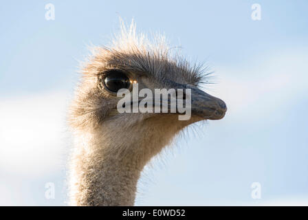 Common Ostrich (Struthio camelus), portrait, Ostrich Farm, Oudtshoorn, Little Karoo, Eden District, Western Cape, South Africa Stock Photo