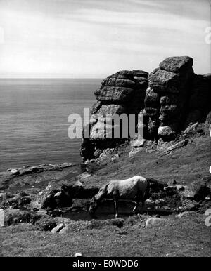 A horse drinking on the coast of Lundy Island Stock Photo