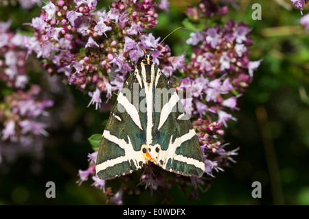 Jersey Tiger Moth, Russian Tiger Moth (Euplagia quadripunctaria), moth on flowers. Germany Stock Photo