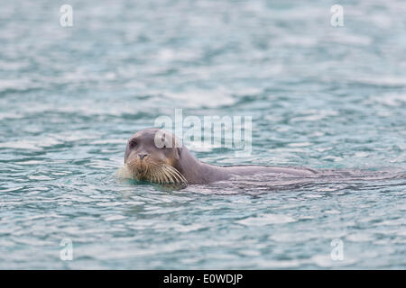 Bearded Seal or Square Flipper Seal (Erignathus barbatus), Arctic Ocean, Spitsbergen, Svalbard Islands, Svalbard and Jan Mayen Stock Photo