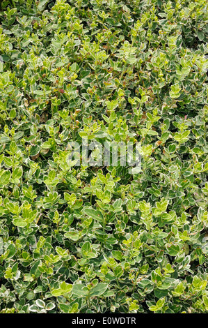 Euonymus emerald gaiety, groundcover plant in the garden Stock Photo