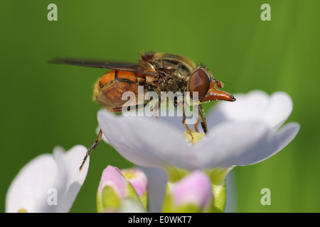 Hoverfly Rhingia campestris Feeding On Lady's Smock Stock Photo