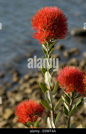 Pohutukawa flowers, Titahi Bay, North Island, New Zealand Stock Photo