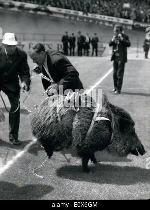 May 05, 1965 - Cup final: Sedan V. Rennes. Photo shows Sedan's Mascot, a boar, parading on the field under the watchful eye of Sedan's supporters. Stock Photo
