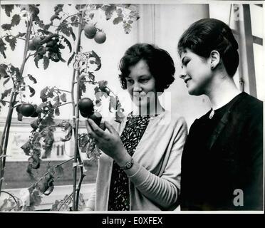 Aug. 08, 1966 - The Office ''Greenhouse'': Ministry of Agriculture clerks have turned their office into a ''greenhouse'' - and are producing a fine crop of tomatoes. As sunlight stress through the tell plate glass windows in the Ministry's Subsidies Department at Eden Bridge House, Carlisle, the clerks tend the five tomato plants. They hope to gather at least two pounds of tomatoes from each plant. ''It all started in fun,'' said one the clerks, a keen gardener. ''New the office plants are coming on better than the plants in my own greenhouse Stock Photo